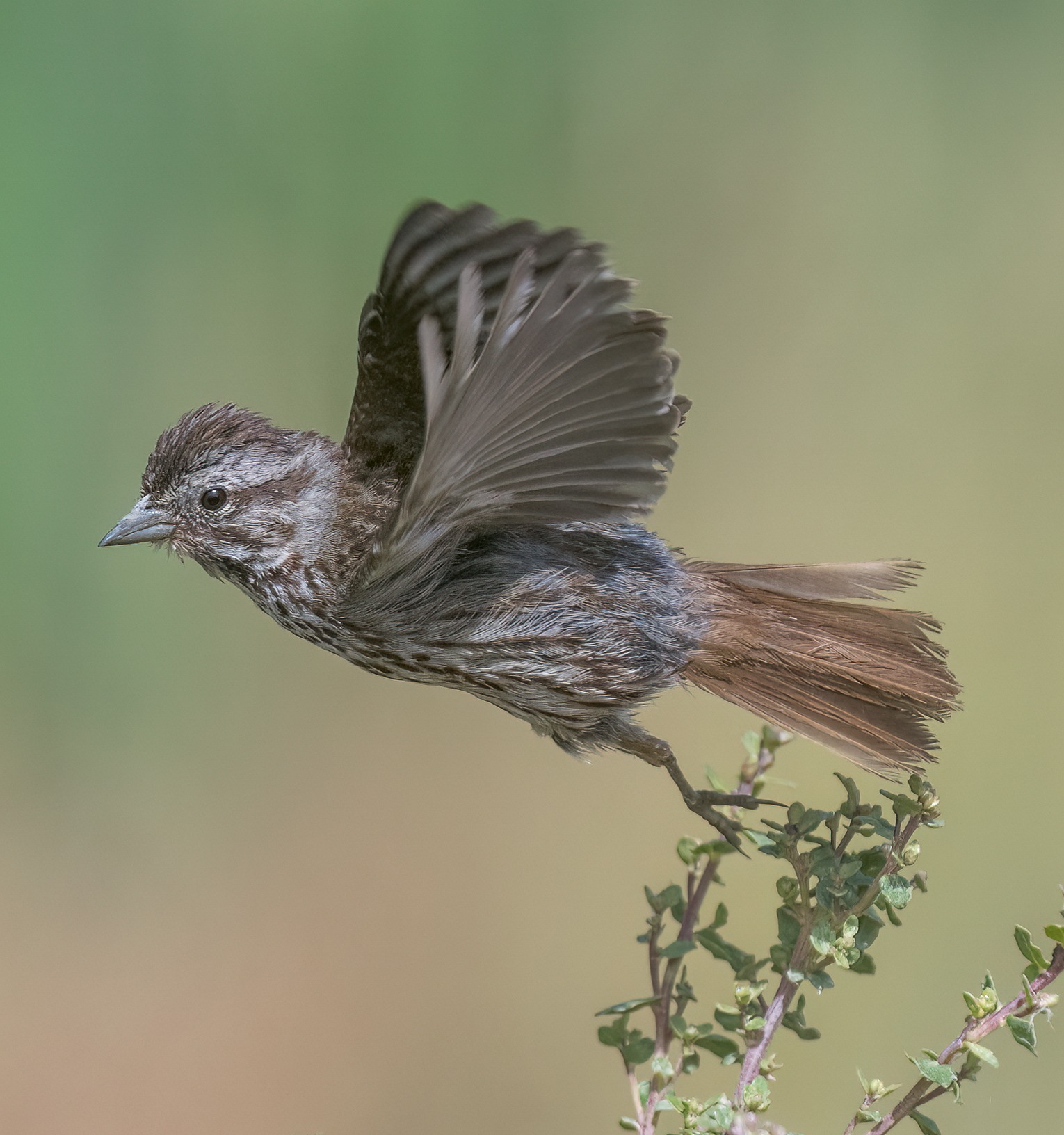 Song Sparrow flying