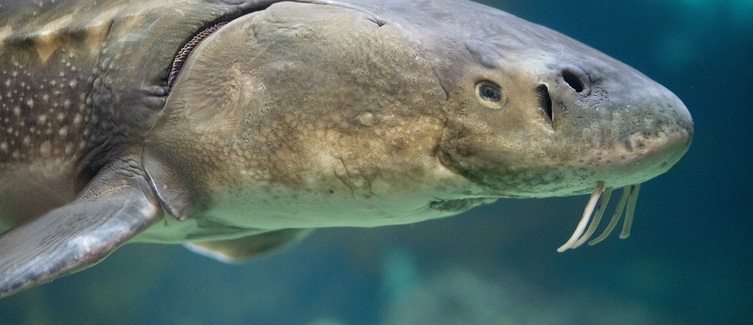 White Sturgeon swimming underwater