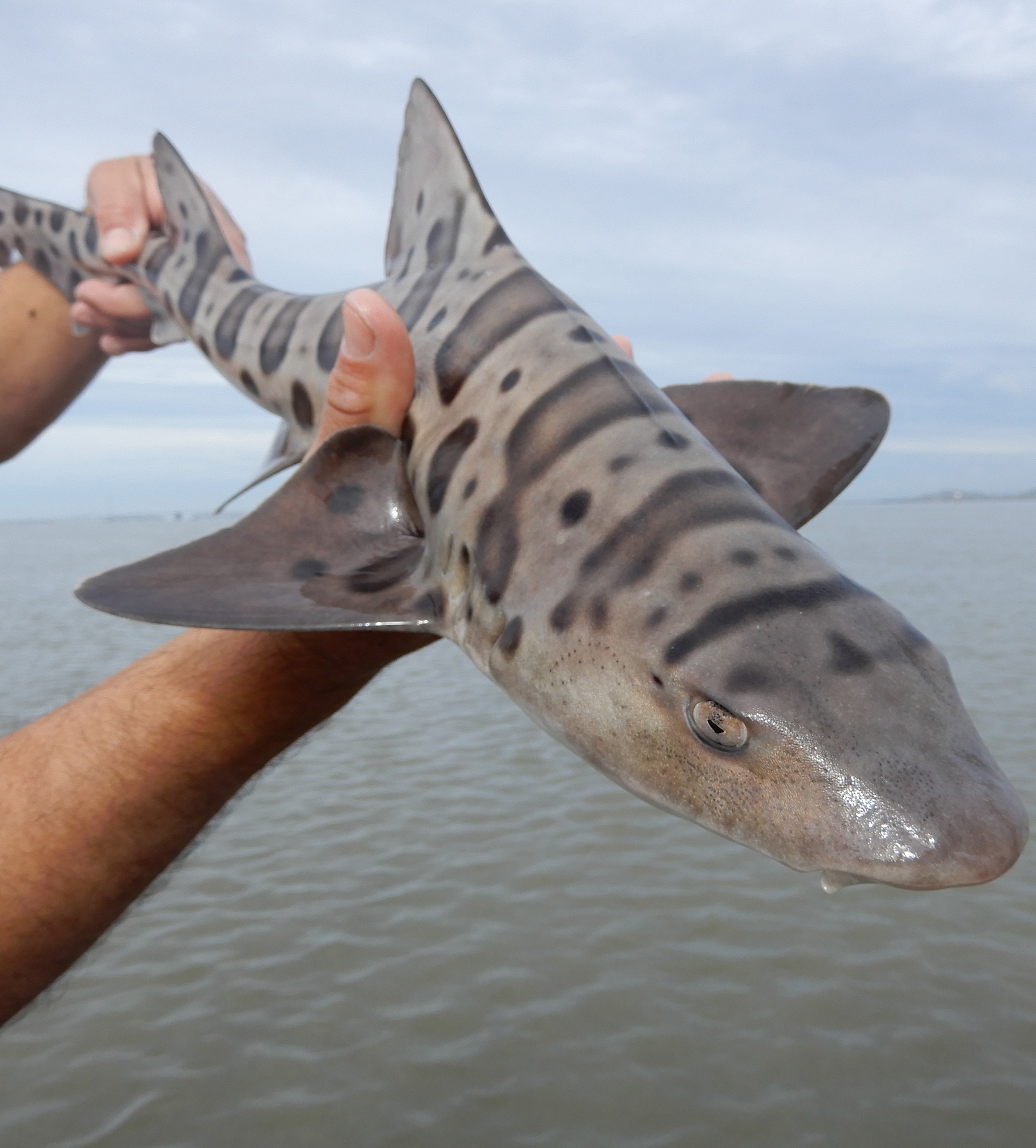 Leopard shark over water