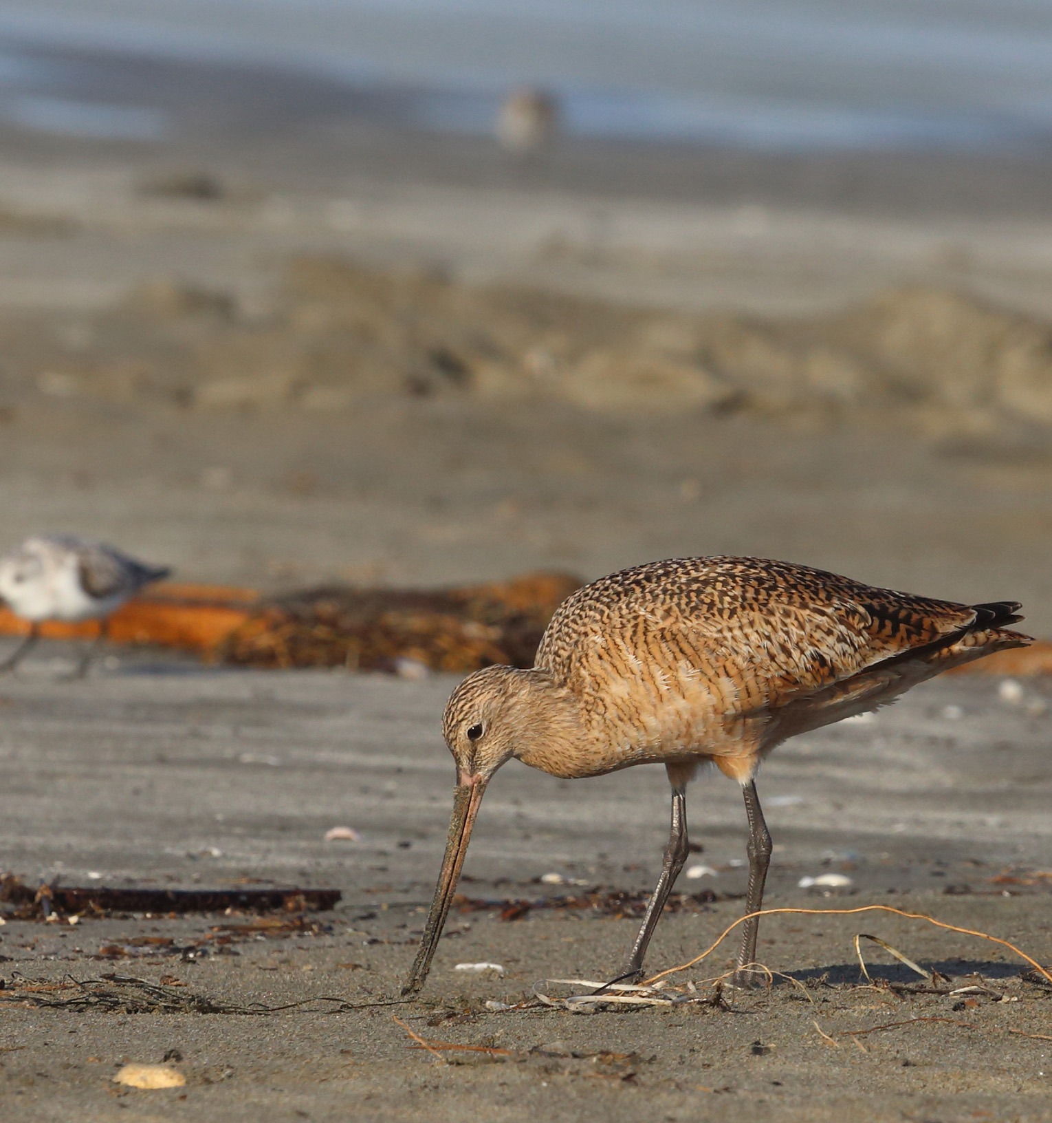 Bird foraging on a beach