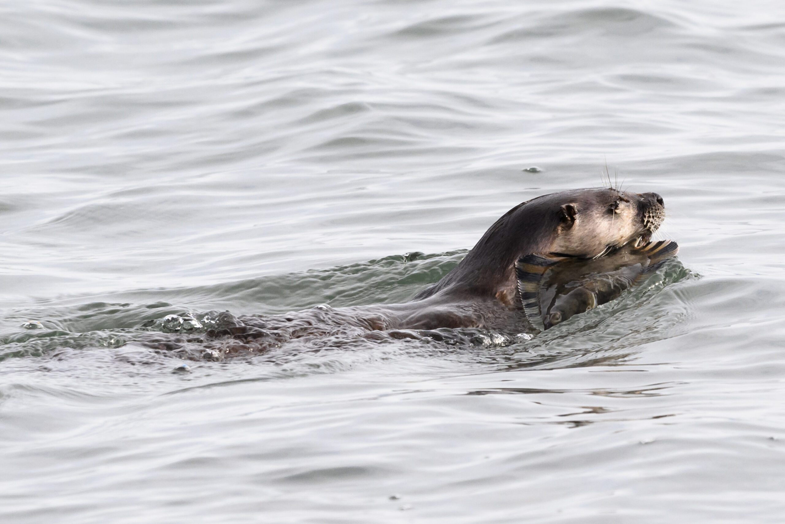River otter eating a starry flounder