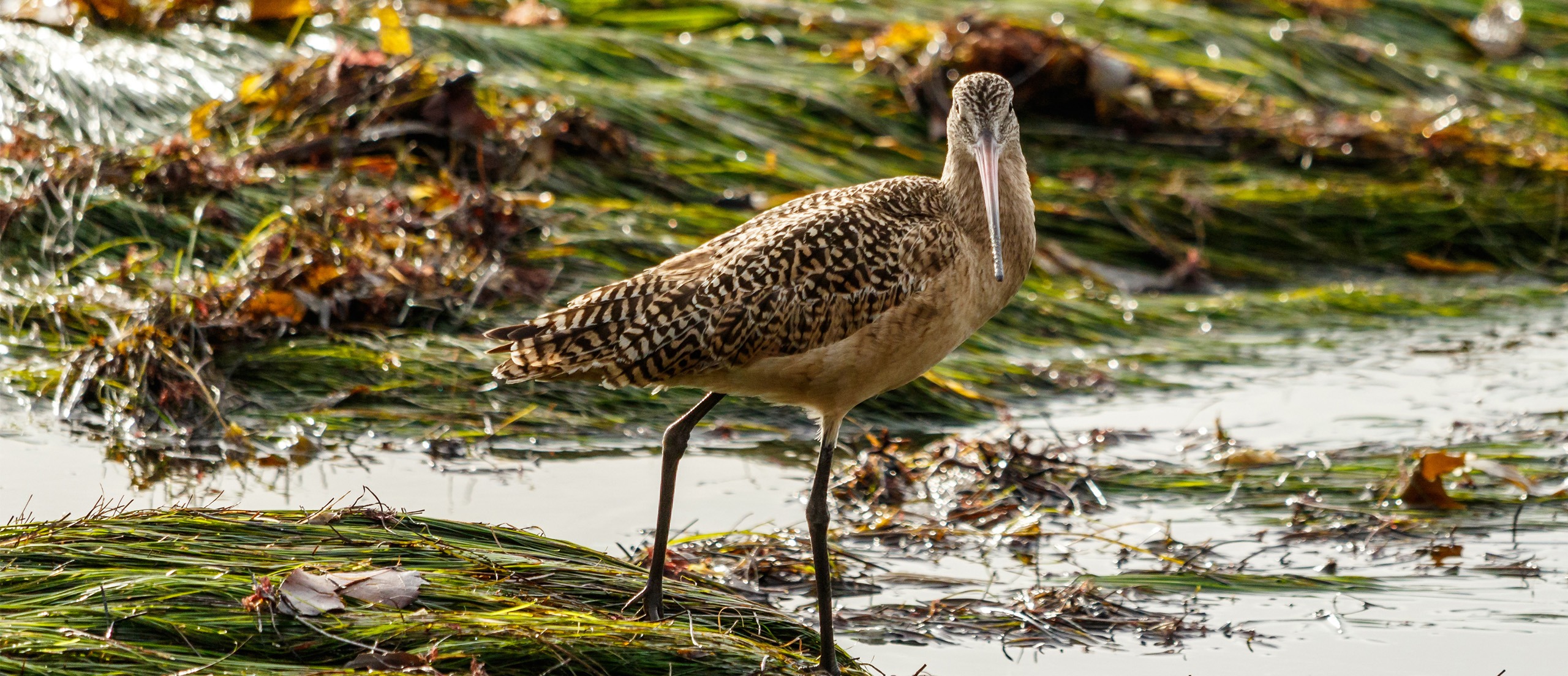 A Marbled Godwit stands on a bed of eelgrass at low tide.
