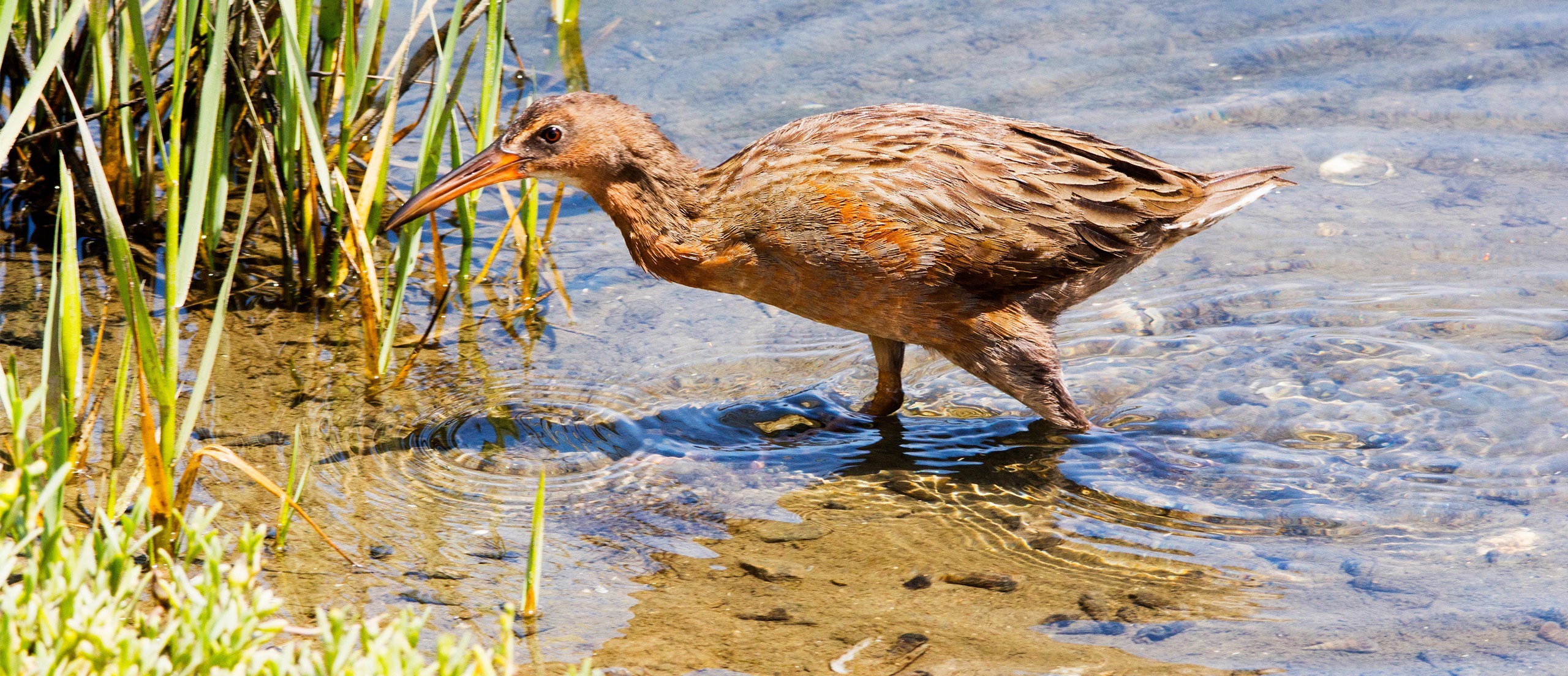 Bird in a marsh<br />
