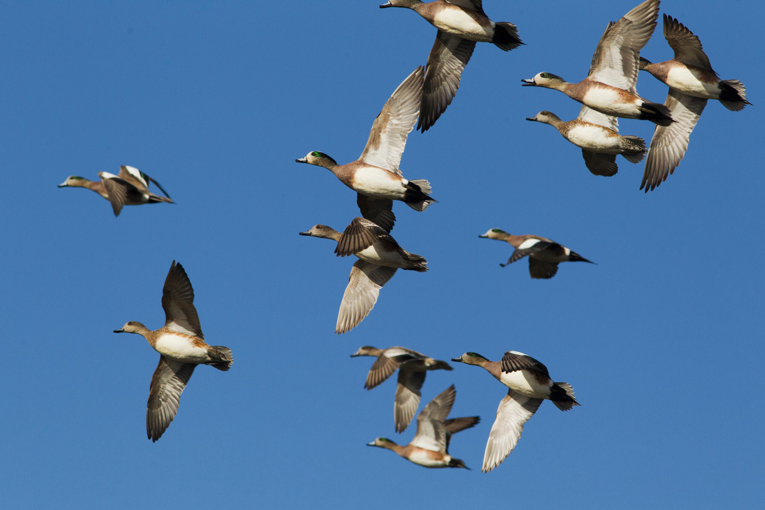 birds flying