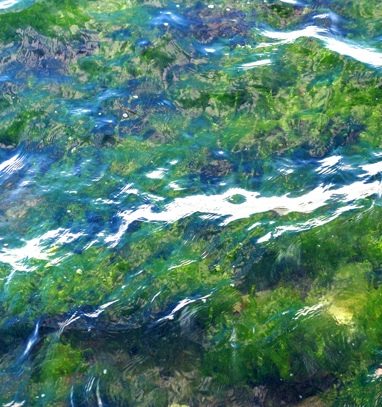 Algae in water