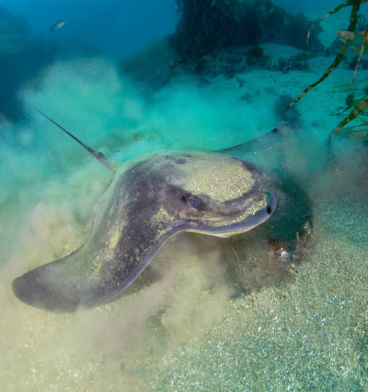 Bay ray feeding underwater