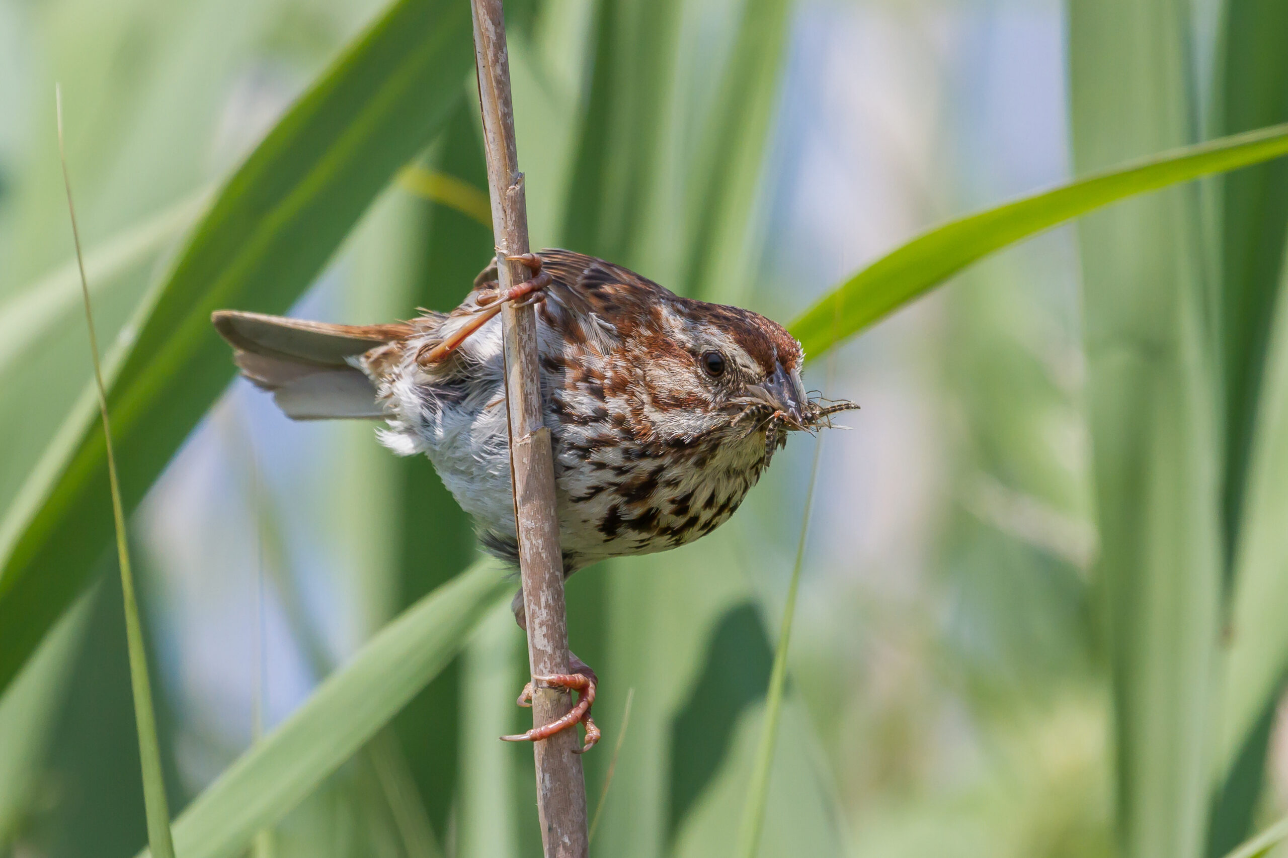Bird on a branch