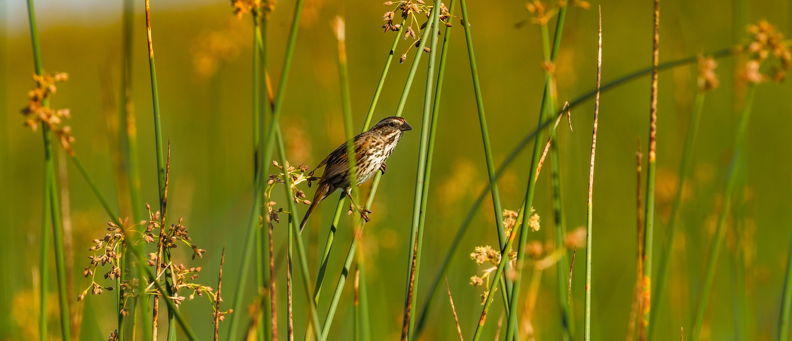 Song Sparrow in a marsh