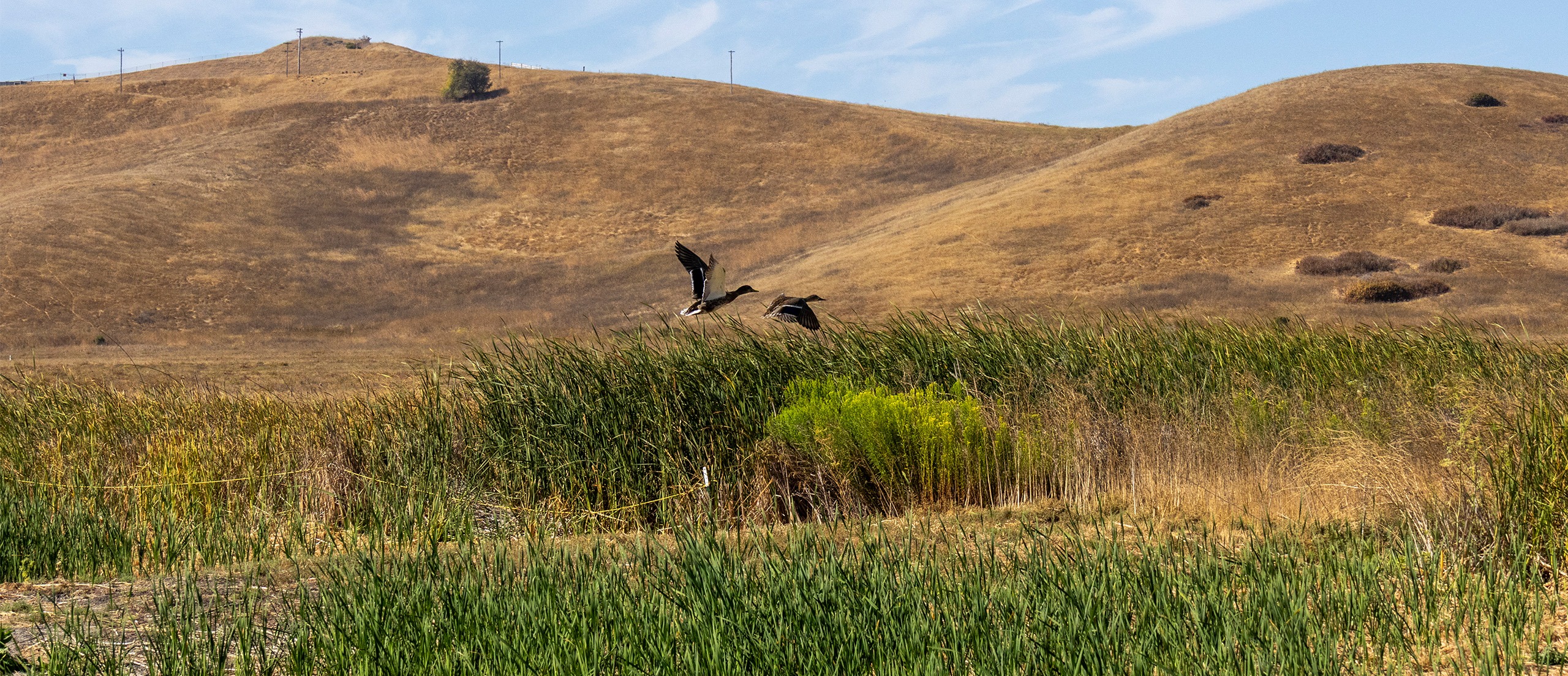 Waterfowl flying over marsh