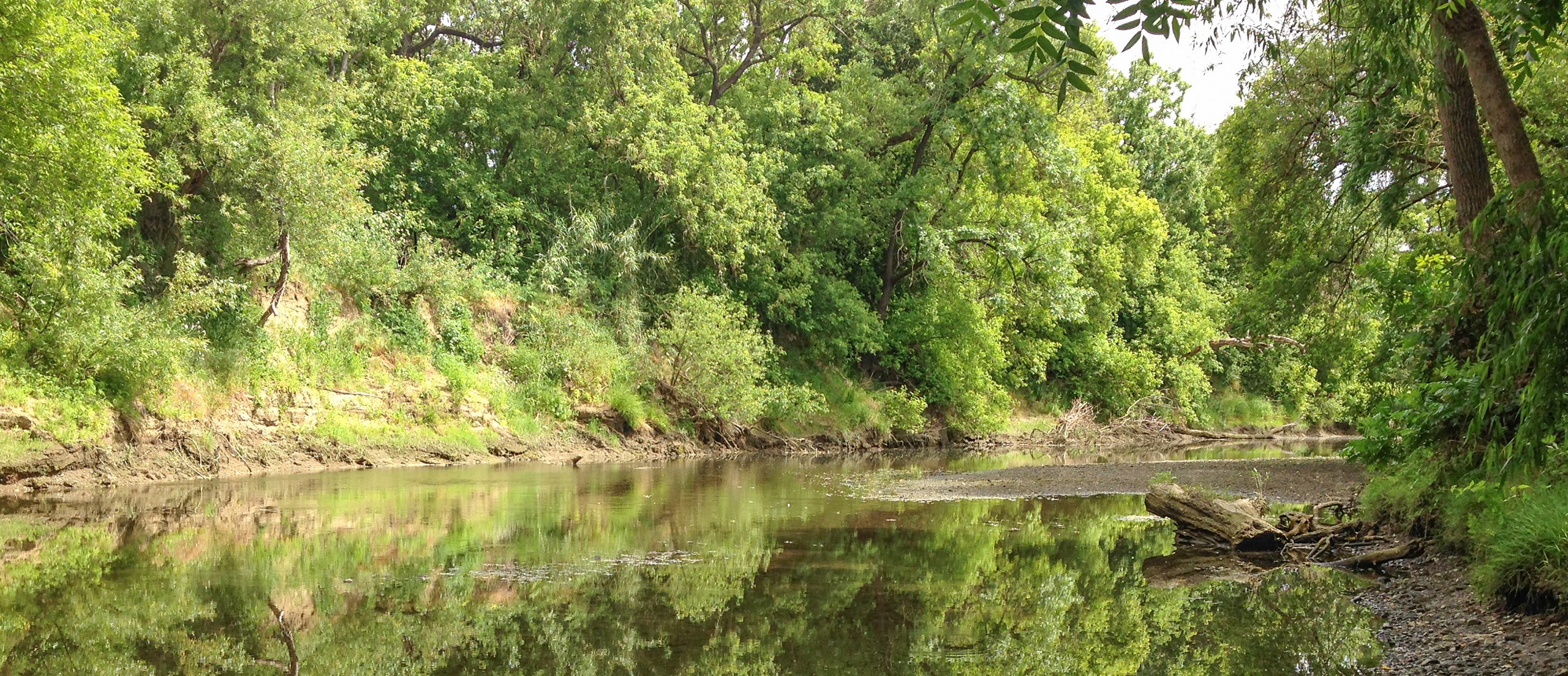 Riparian habitat along a river