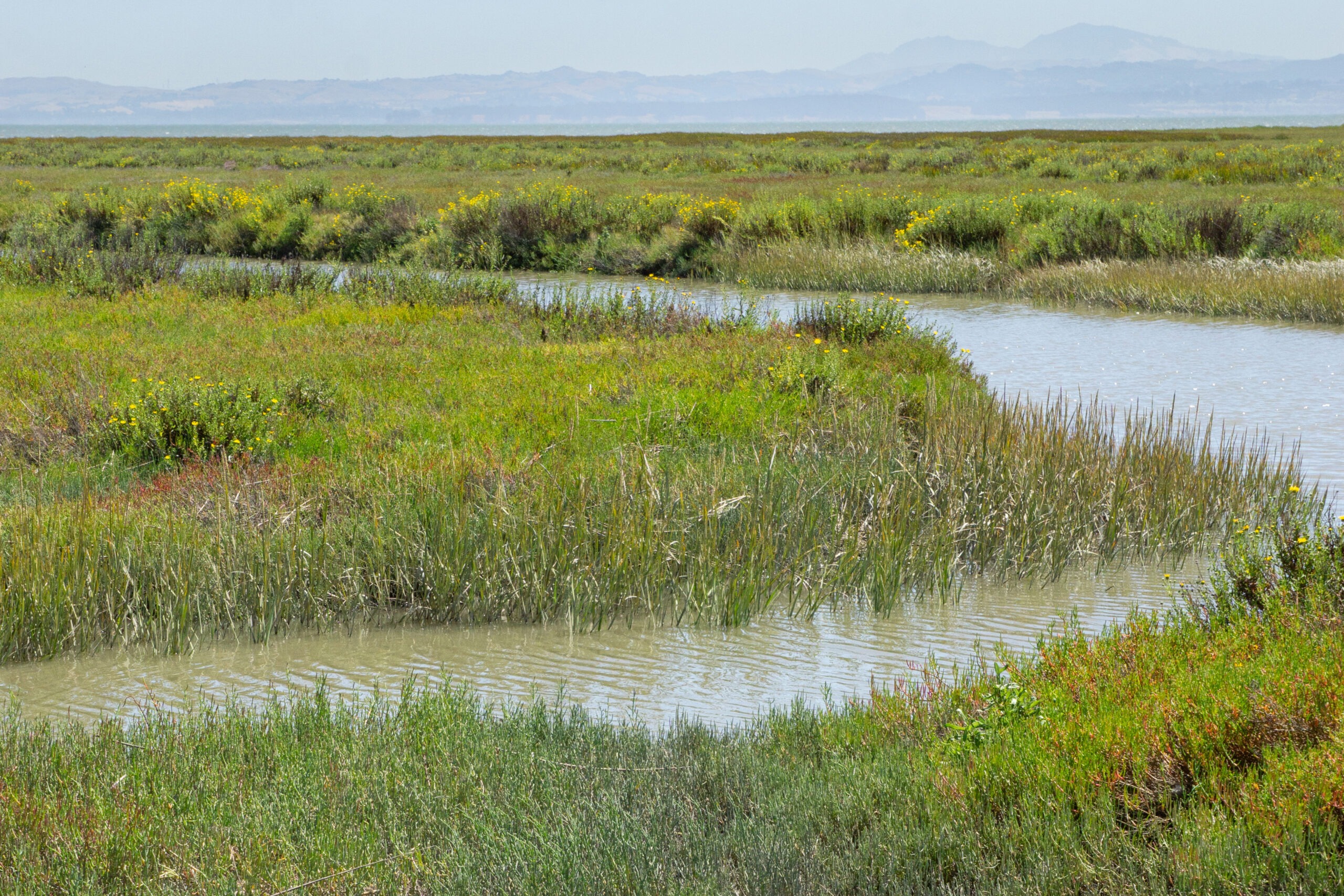 View of tidal marsh
