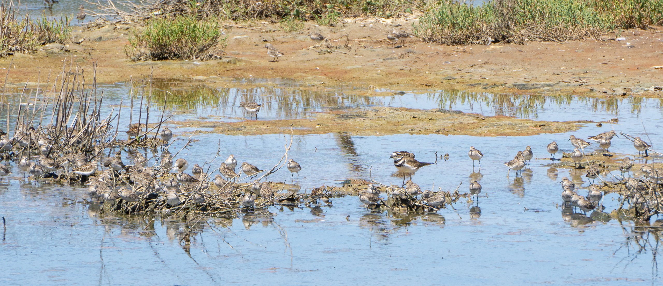Shorebirds forage in a marsh