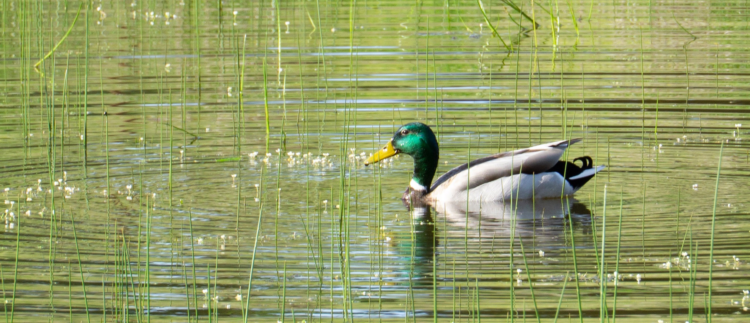 Duck swimming in water