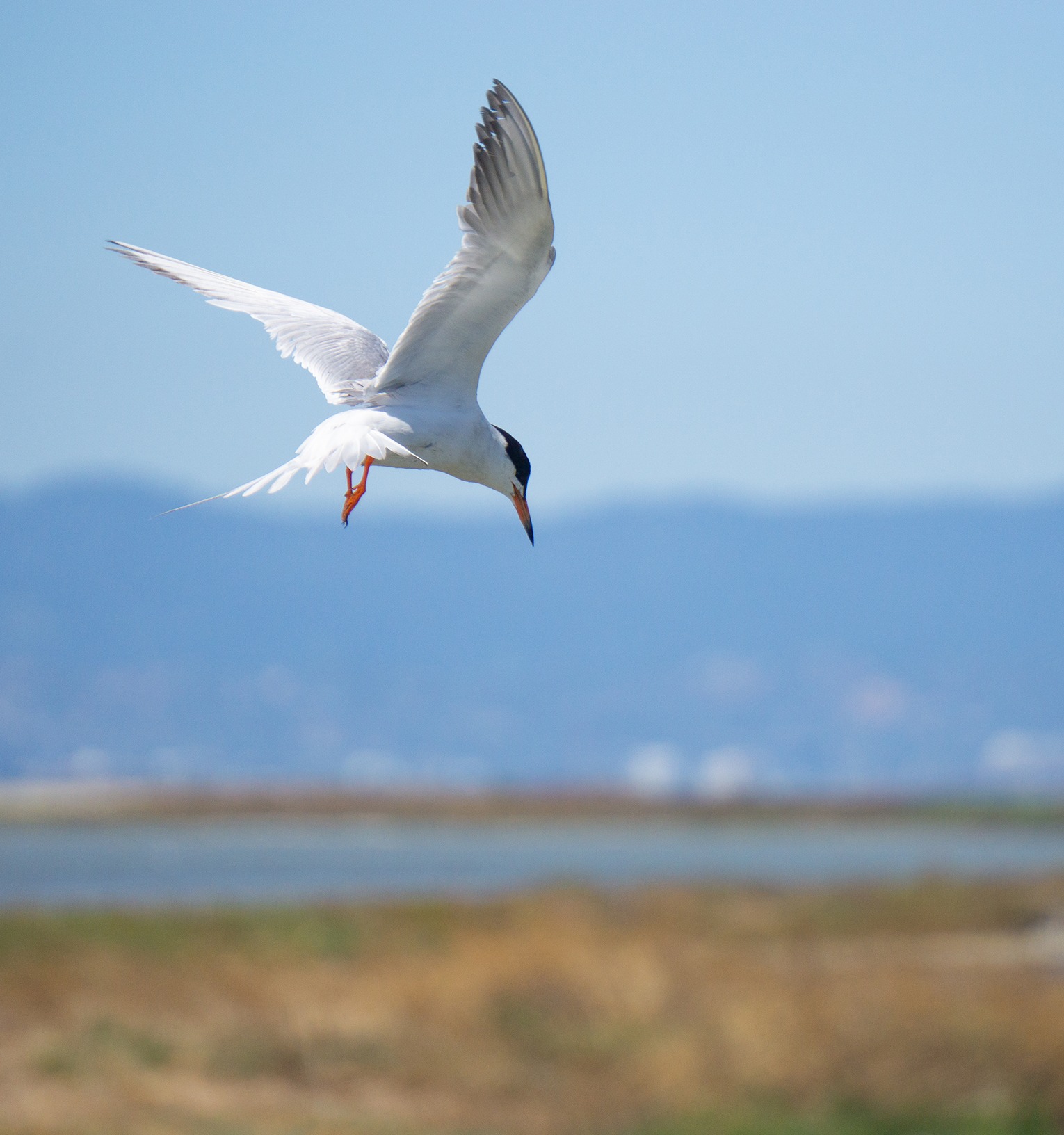 Least Tern diving downwards