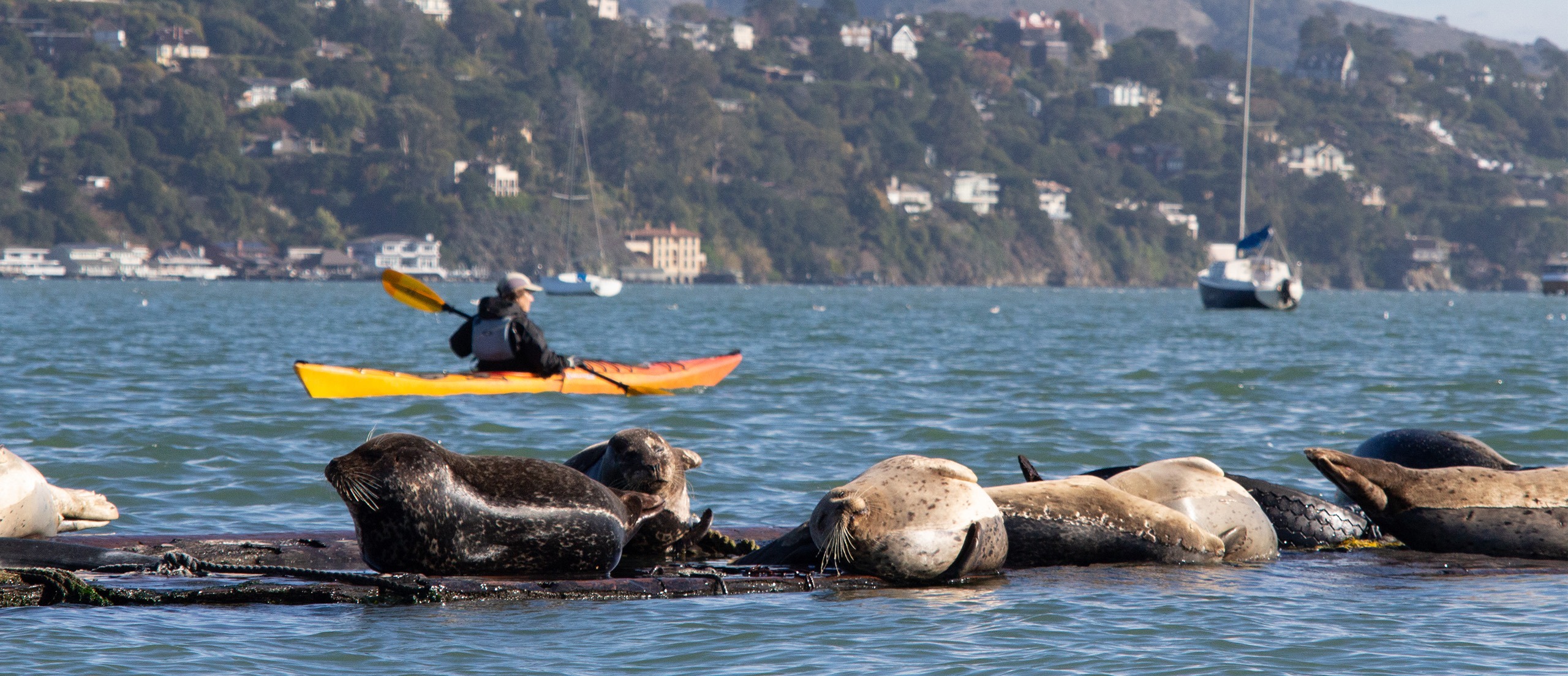 Harbor seals resting in the Bay